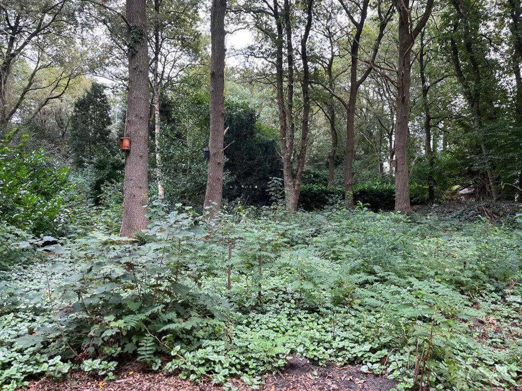 Huisje In Het Bos ザイドラーレン エクステリア 写真